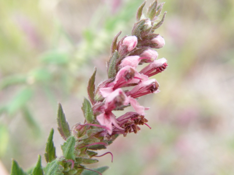 Odontites vulgaris (= rubra) / Perlina rossa