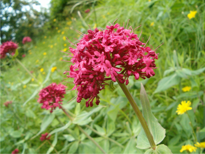 Centranthus ruber / Valeriana rossa