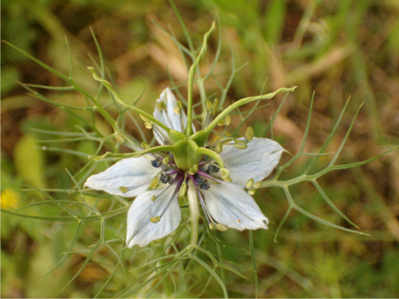 mutazione genetica ? No, Nigella damascena