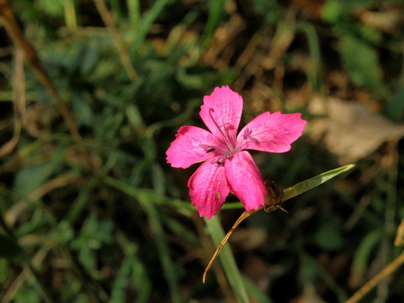 Monte San Vicino  -  Dianthus carthusianorum