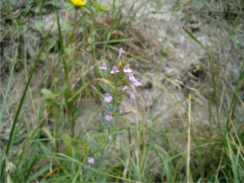 Micromeria graeca