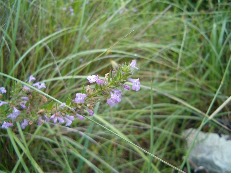Micromeria graeca