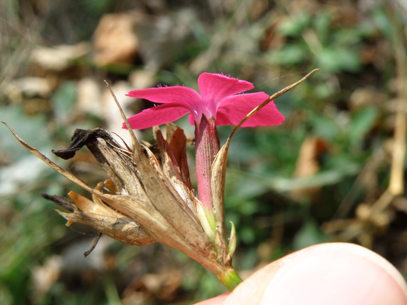 Monte San Vicino  -  Dianthus carthusianorum