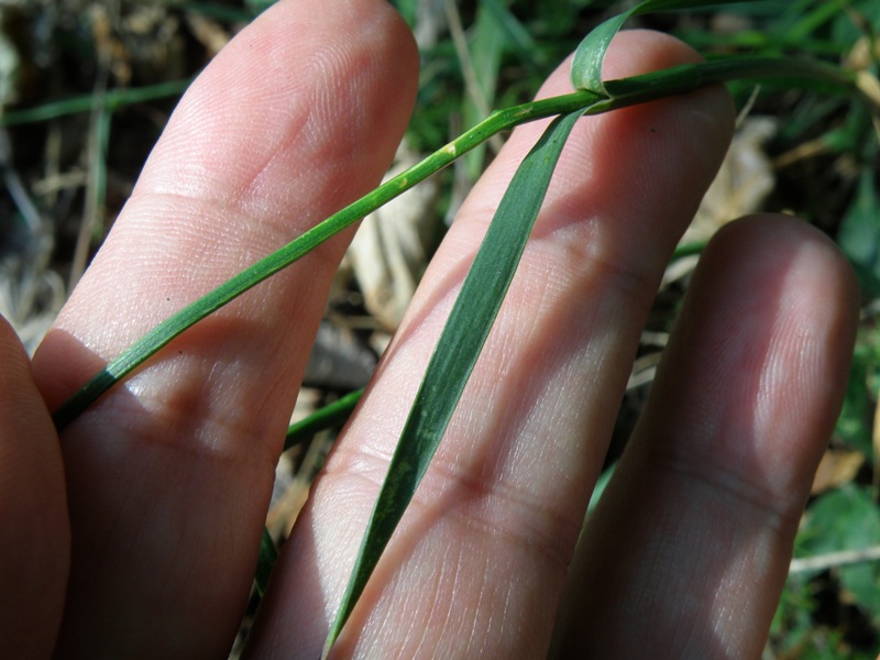Monte San Vicino  -  Dianthus carthusianorum