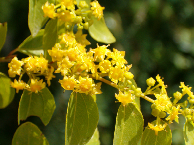 Paliurus spina-christi / Marruca