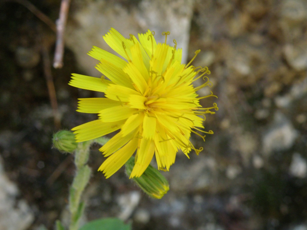 Composita da determinare -  Hieracium sp.