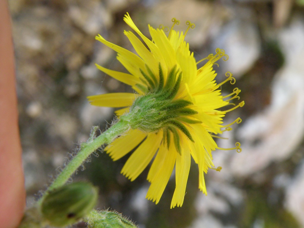 Composita da determinare -  Hieracium sp.