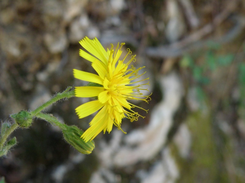 Composita da determinare -  Hieracium sp.