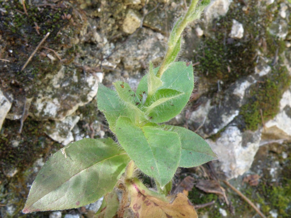 Composita da determinare -  Hieracium sp.
