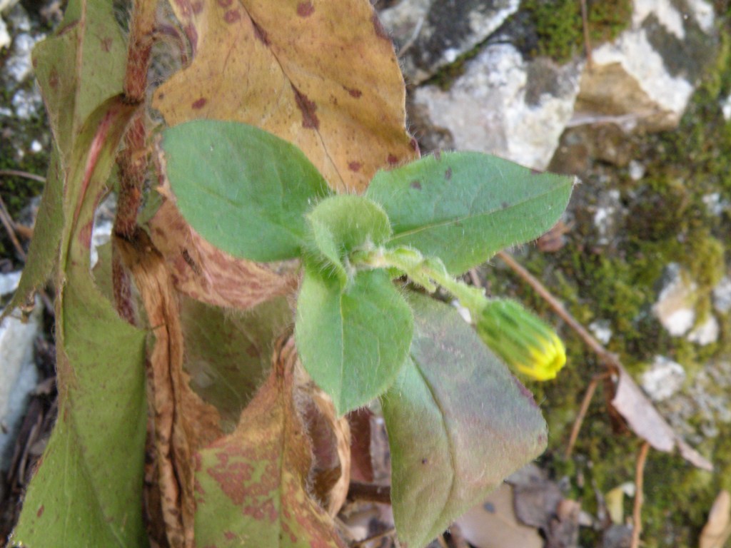 Composita da determinare -  Hieracium sp.