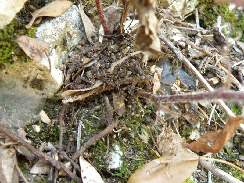 Composita da determinare -  Hieracium sp.
