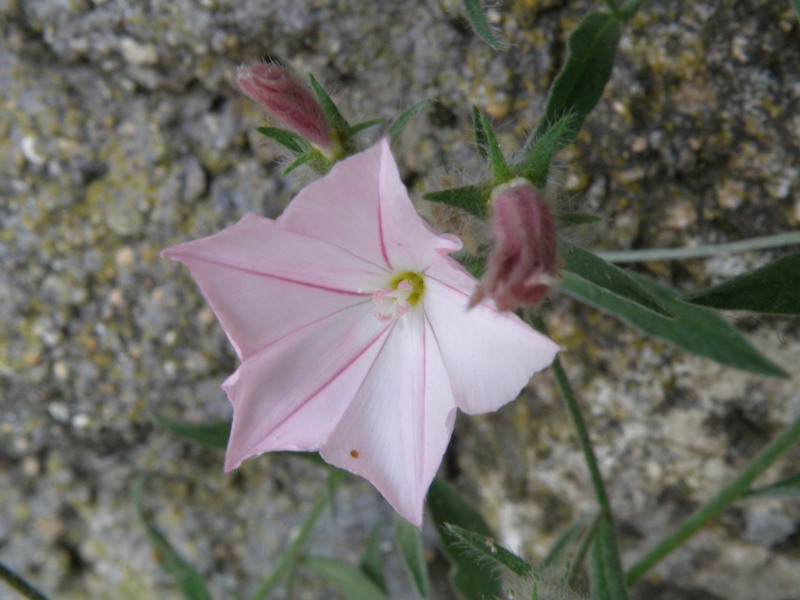 Convolculus cantabrica