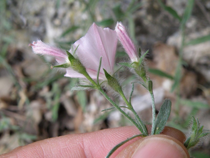 Convolculus cantabrica