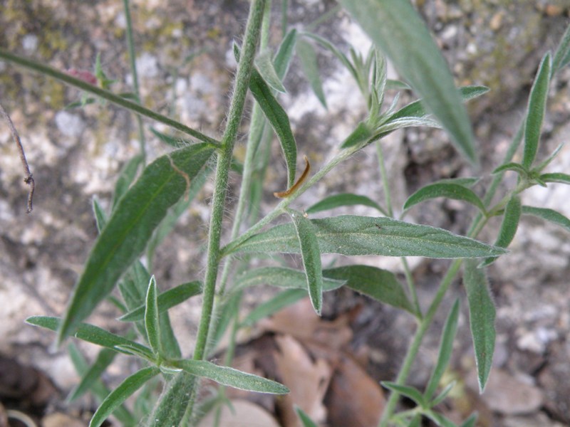 Convolculus cantabrica