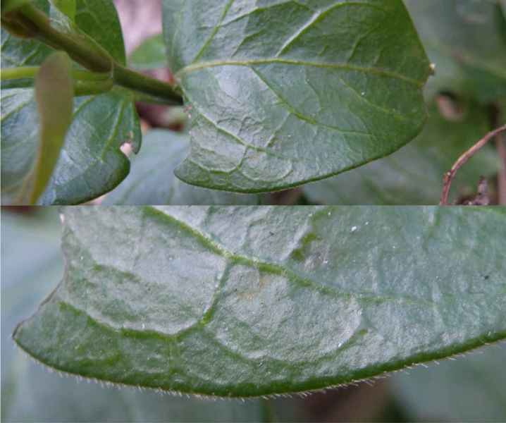 Vinca major