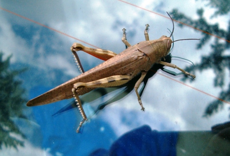 Anacridium aegyptium
