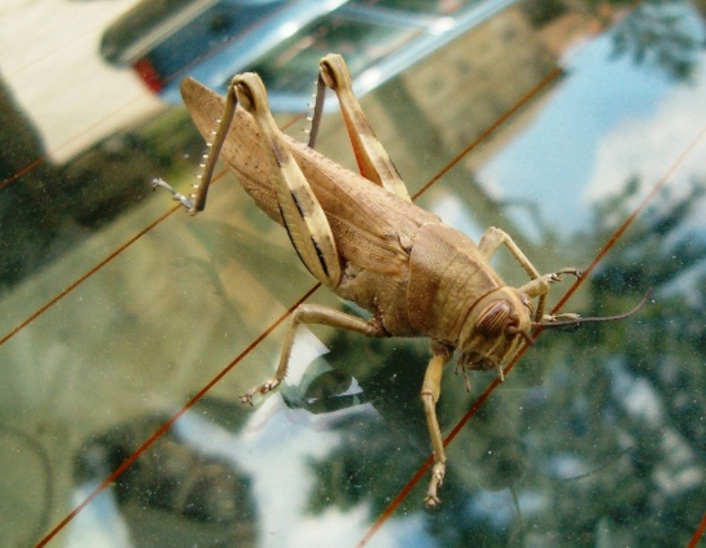 Anacridium aegyptium