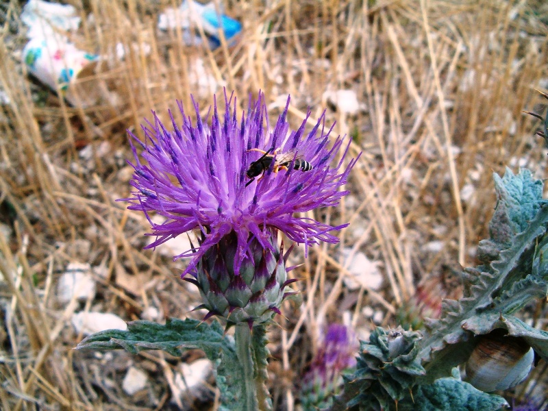 Onopordum illyricum / Onopordo maggiore