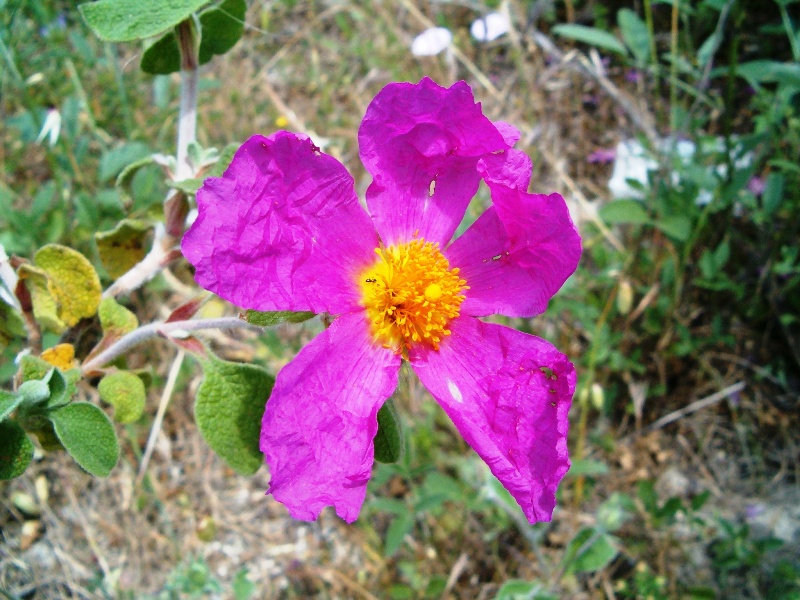 frutti di Cistus ? C. creticus ssp. eriocephalus
