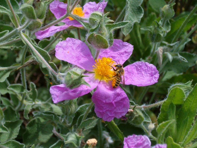 frutti di Cistus ? C. creticus ssp. eriocephalus