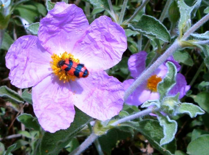 frutti di Cistus ? C. creticus ssp. eriocephalus
