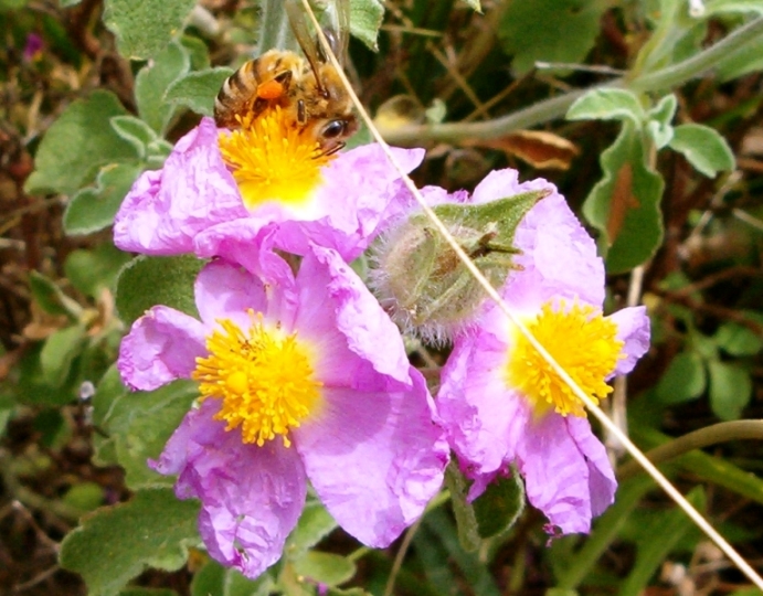 frutti di Cistus ? C. creticus ssp. eriocephalus