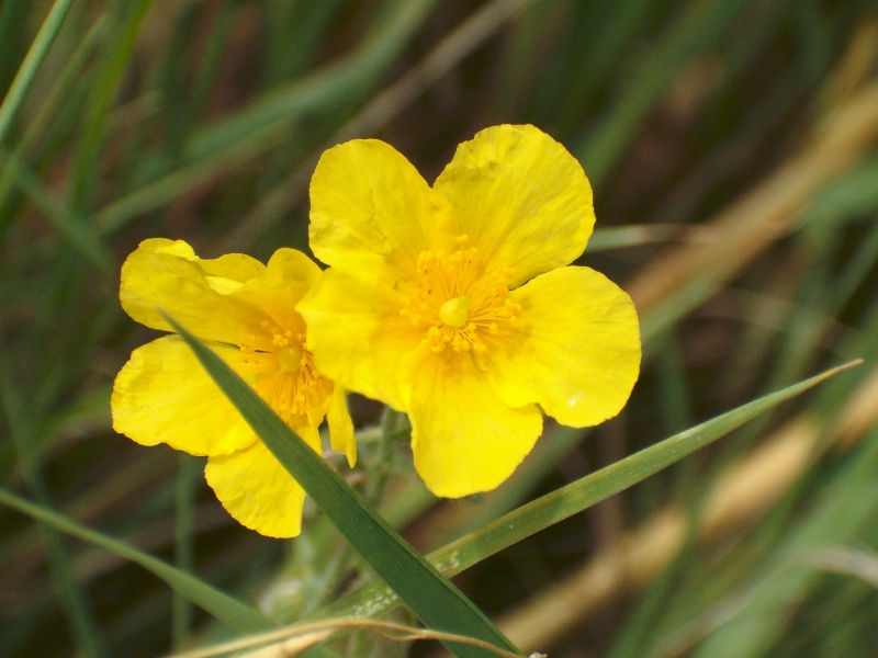 fiori gialli - Helianthemum sp e  Blackstonia sp.