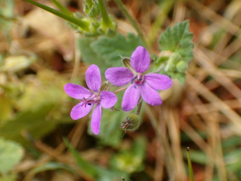 geranium  ? no, Erodium sp.