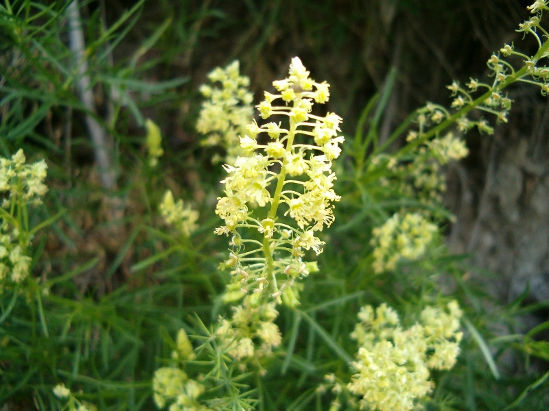 Reseda sp.