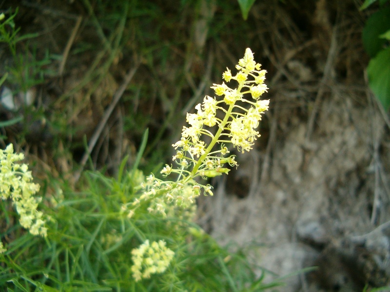 Reseda sp.