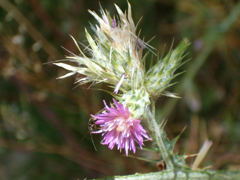 Carduus pycnocephalus
