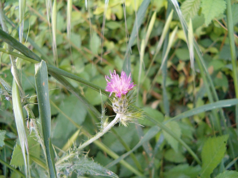 Carduus pycnocephalus