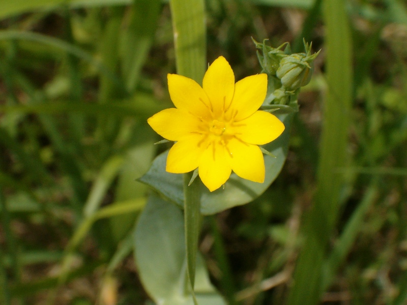 fiori gialli - Helianthemum sp e  Blackstonia sp.