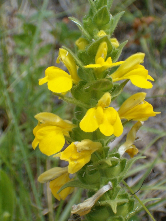 Parentucellia viscosa e Linaria vulgaris