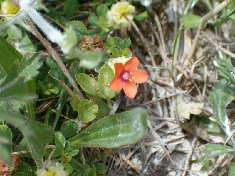 accoppiata  - Anagallis sp. eTrifolium campestre