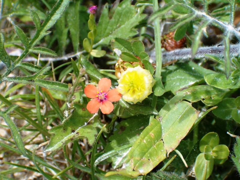 accoppiata  - Anagallis sp. eTrifolium campestre