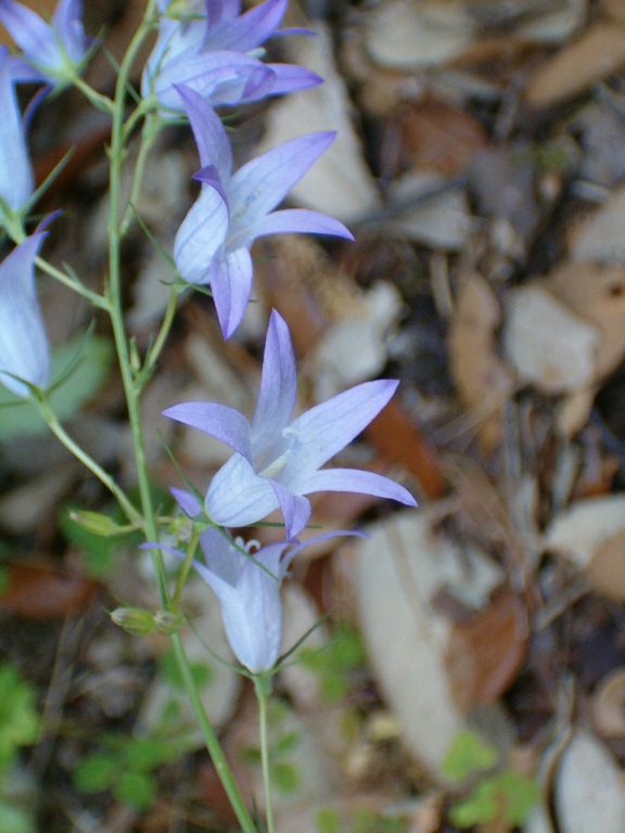 iris ?? no, Campanula rapunculus