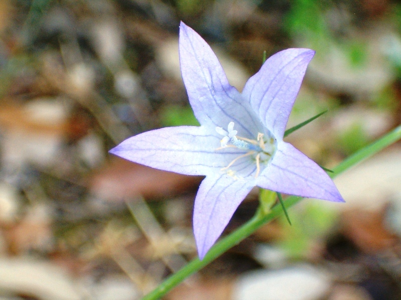 iris ?? no, Campanula rapunculus