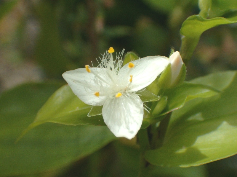 Tradescantia fluminensis / Tradescanzia sudamericana