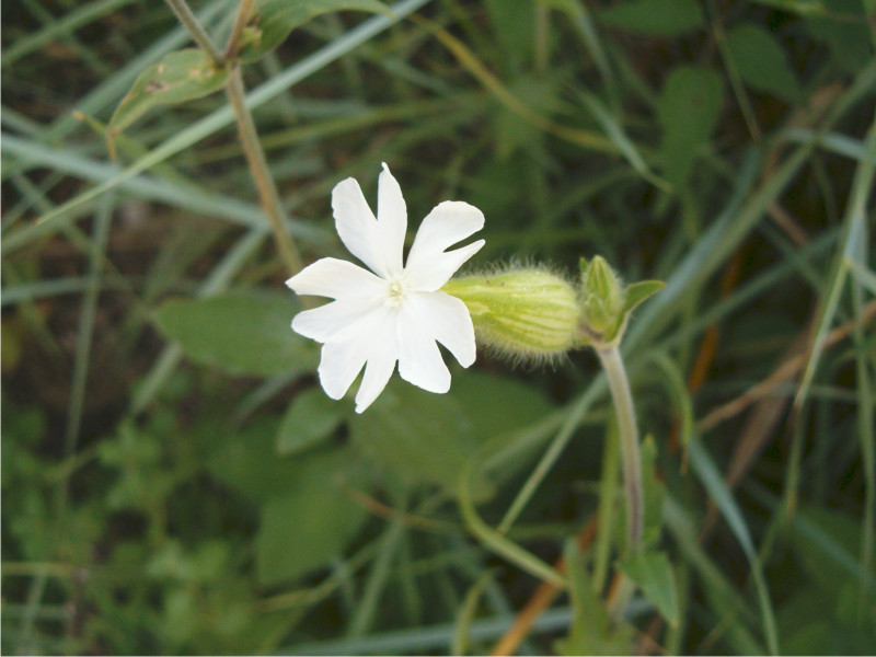 Silene alba