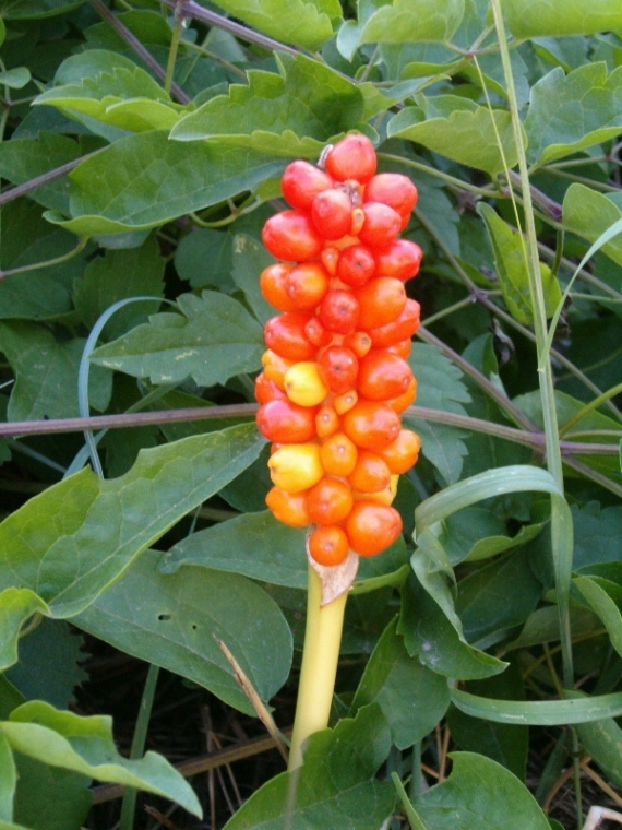 Arum italicum / Gigaro chiaro