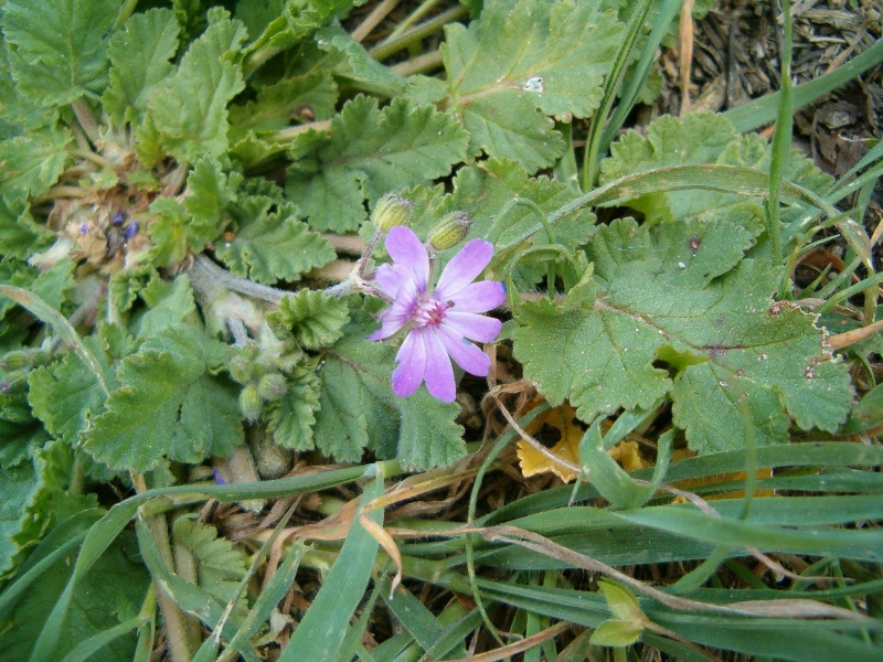 Erodium malacoides / Becco di gr malvaceo
