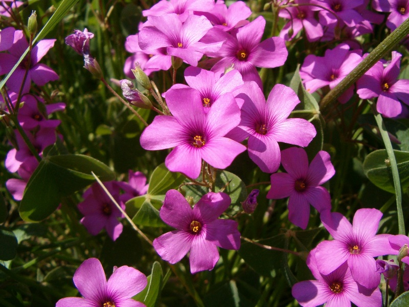 Oxalis articulata