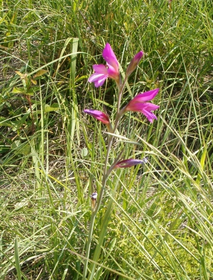 Gladiolus sp.