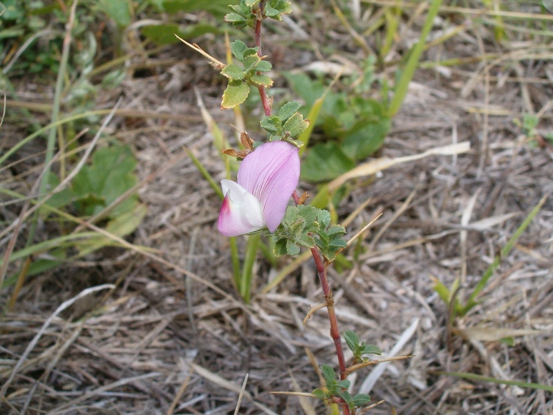 Ononis spinosa