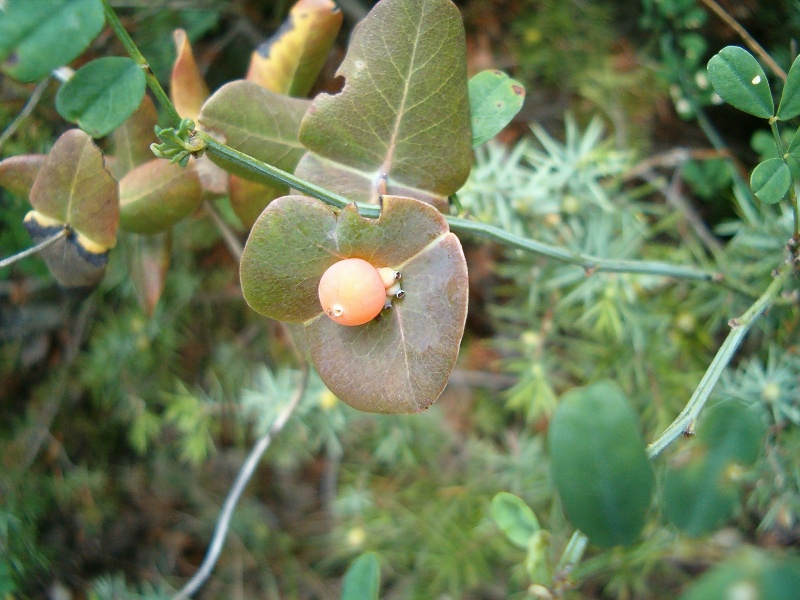 Lonicera implexa
