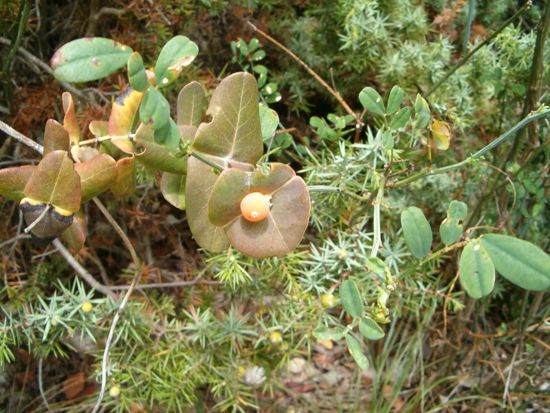Lonicera implexa