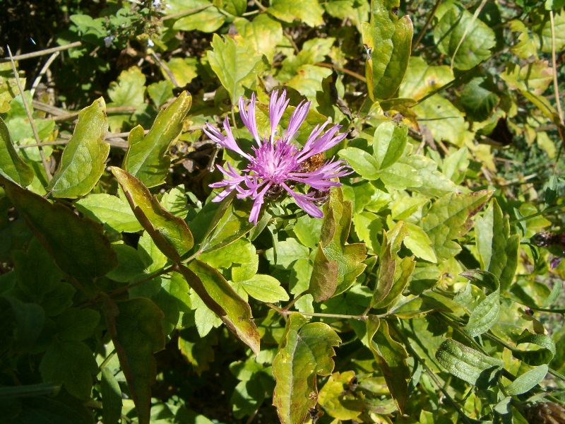 Centaurea sp.