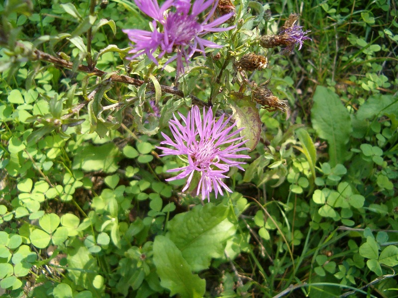 Centaurea sp.