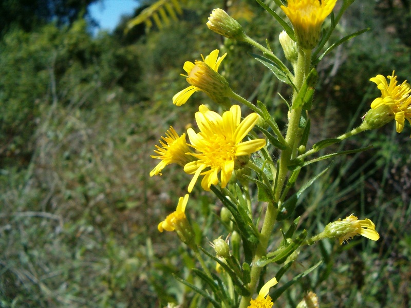 Dittrichia viscosa
